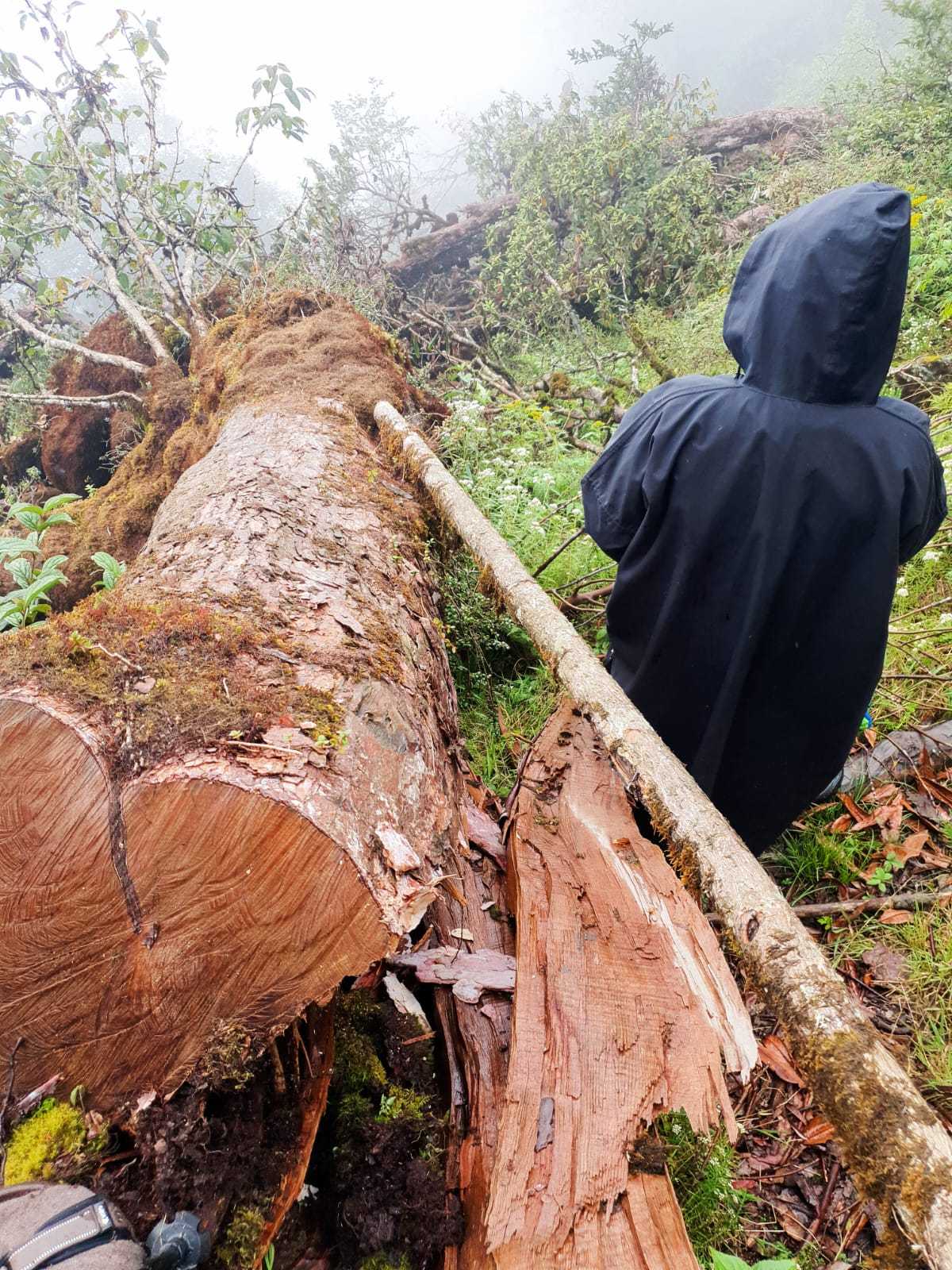 Trees, including Rhododendron, cut down following the government’s order; photo credit: Kailash Rai.